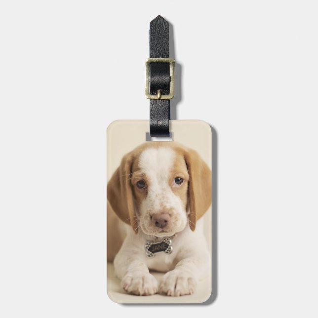 Etiqueta Para Maletas Perrito del beagle (Frente Vertical)
