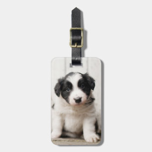 Etiqueta Para Maletas Perrito del border collie