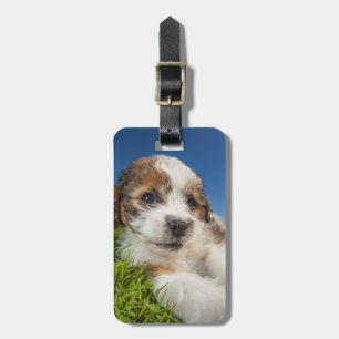 Etiqueta Para Maletas Perro cachorrito (Shitzu)