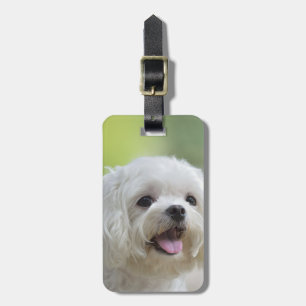 Etiqueta Para Maletas Perro maltés blanco