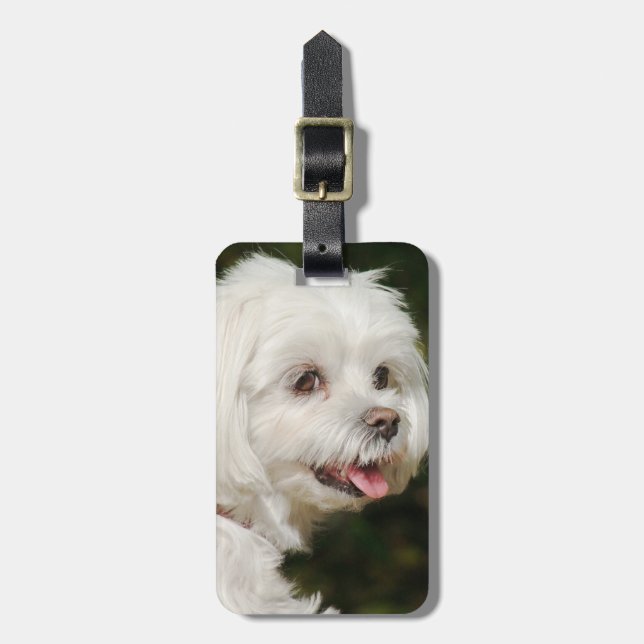 Etiqueta Para Maletas Perro picante maltés blanco personalizado (Frente Vertical)