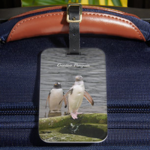 Etiqueta Para Maletas Pingüino Gris del Zoológico de Edimburgo Escocia