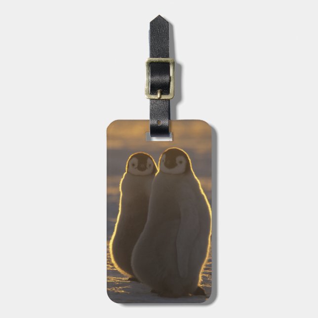 Etiqueta Para Maletas Pingüinos Emperadores (Frente Vertical)
