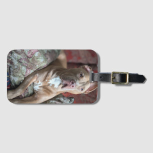 Etiqueta Para Maletas Pit Bull Bonito