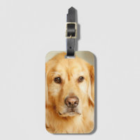 Retrato de Golden Retriever