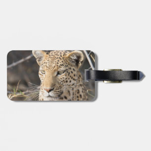 Etiqueta Para Maletas Retrato de leopardo