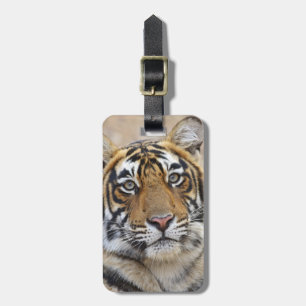 Etiqueta Para Maletas Retrato del tigre de Bengala Real, Ranthambhor