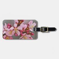Rosa Contra Los Flores De Cerezo Japoneses Con Cie