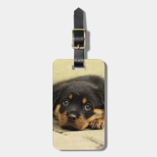 Etiqueta Para Maletas Rottweiler20150901