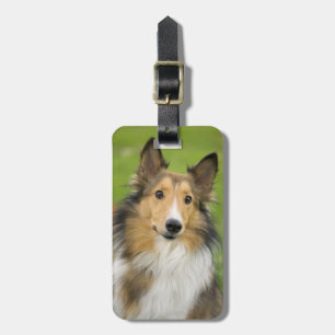 Etiqueta Para Maletas Rough Collie, perro