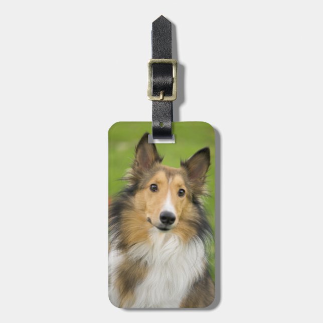 Etiqueta Para Maletas Rough Collie, perro (Frente Vertical)