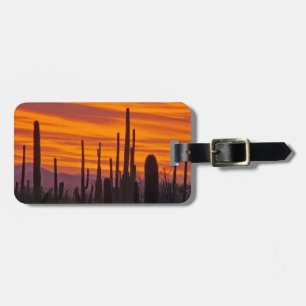 Etiqueta Para Maletas Saguaro, puesta de sol, Parque Nacional Saguaro