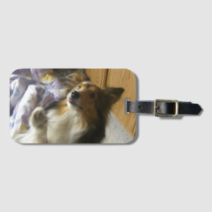 Etiqueta Para Maletas Shetland Sheepdog Pidiendo