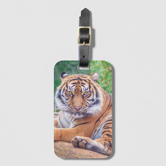 Etiqueta Para Maletas Stunning Reclining Tiger Photograph (Anverso vertical)