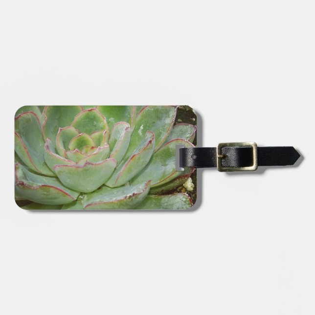 Etiqueta Para Maletas Suculento, Hen y Chicks (Frente Horizontal)