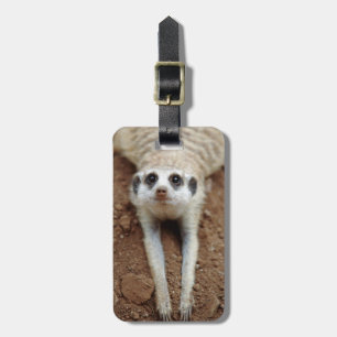 Etiqueta Para Maletas Suricata (Suricata suricatta) enfriándose