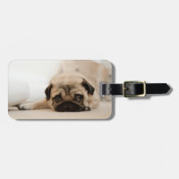 Tan mujer pug