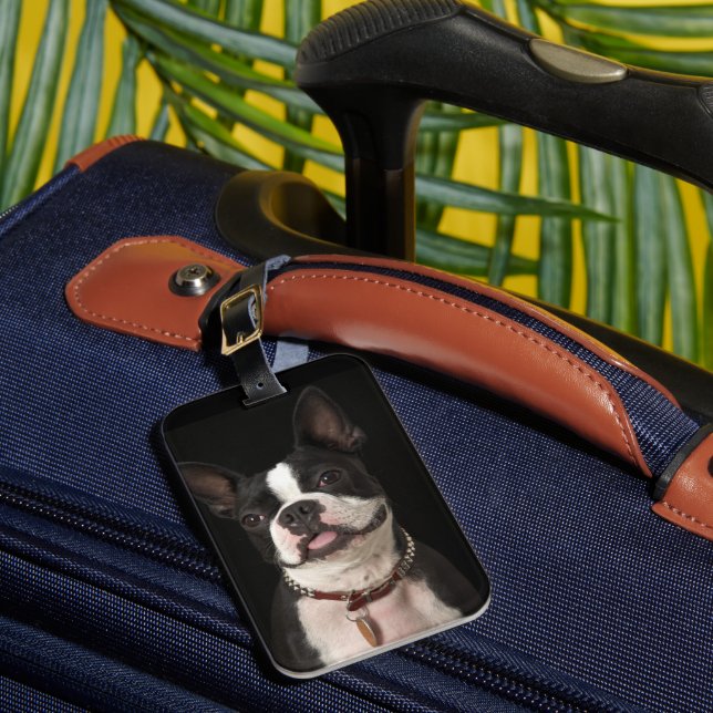 Etiqueta Para Maletas Terrier sonriente de Boston con el cuello (Anverso In situ 1)