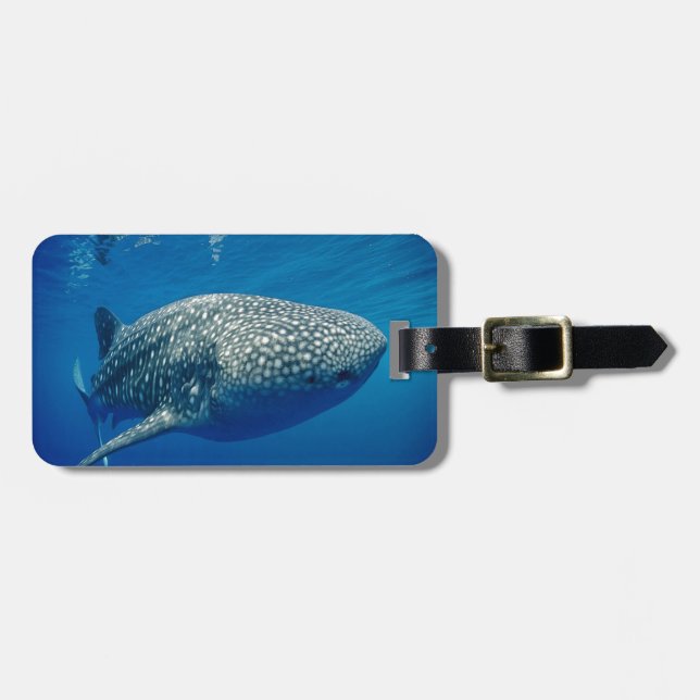 Etiqueta Para Maletas Tiburón ballena (Frente Horizontal)