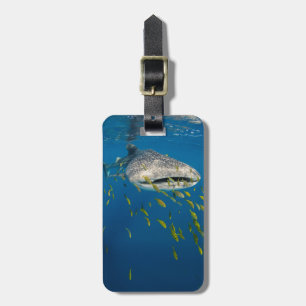 Etiqueta Para Maletas Tiburón ballena con peces, Indonesia