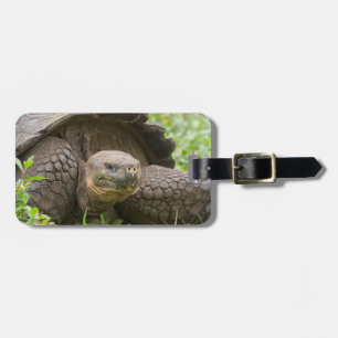Etiqueta Para Maletas Tortuga gigante