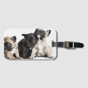 Etiqueta Para Maletas Tres cachorros Pug