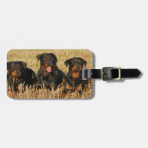 Tres perros Rottweiler - Paquete de rociones