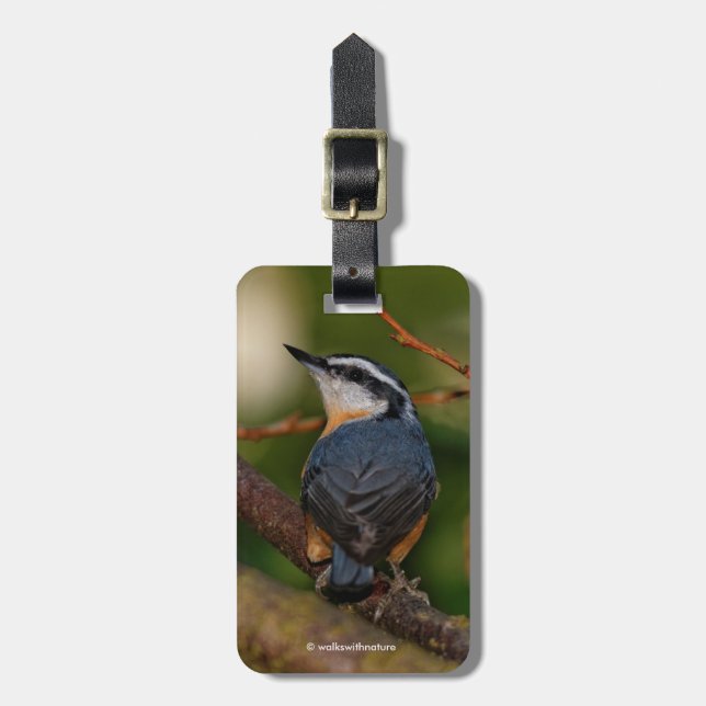 Etiqueta Para Maletas Una negrita nuthatch roja (Frente Vertical)