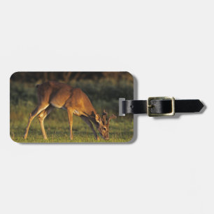 Etiqueta Para Maletas Venado de cola blanca, Odocoileus virginianus