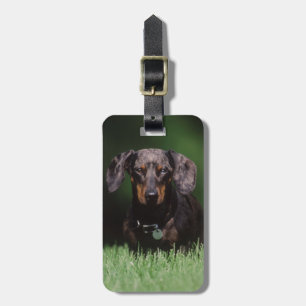 Etiqueta Para Maletas Vista de Dachshund de color moteado