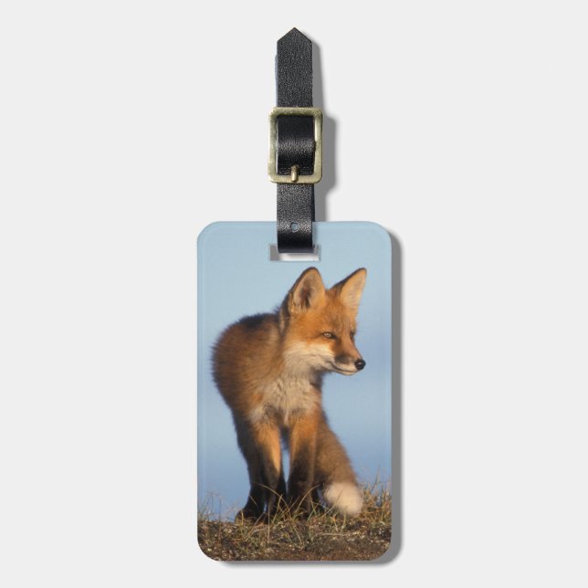 Etiqueta Para Maletas zorro rojo, Vulpes vulpes (Frente Vertical)
