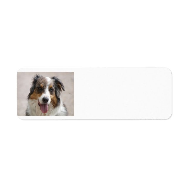 Etiqueta pastor australiano merle (Frente)