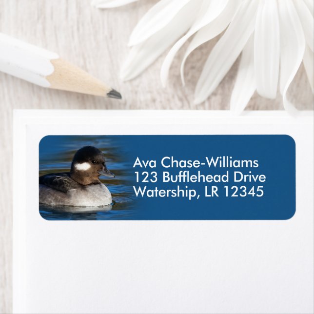 Etiqueta Pato de Bufflehead en el estanque (In situ)