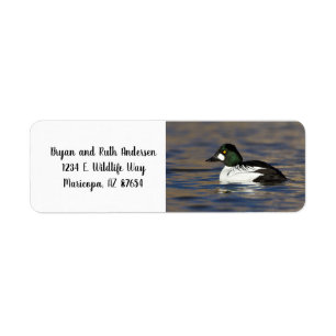Etiqueta Pato macho Goldeneye