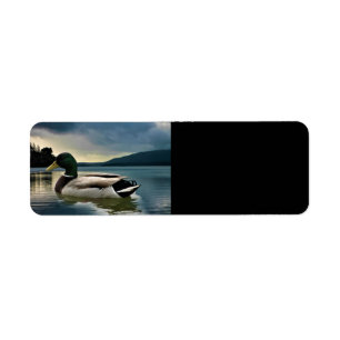 Etiqueta Pato Mallard En El Lago