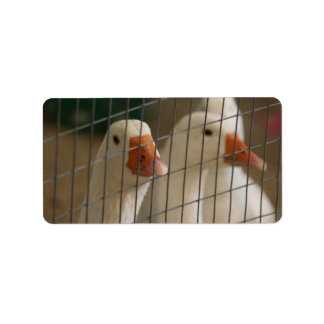 Etiqueta Patos de pekin en la imagen de jaulas