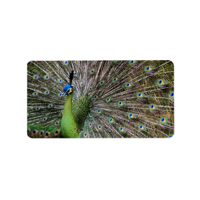 Etiqueta Pavo real (Frente)