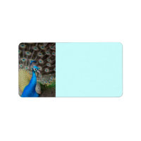 pavo real orgulloso