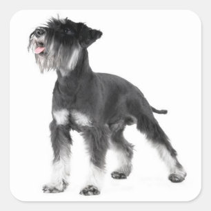 Etiqueta Pegatina de Cachorro de Schnauzer Miniatu