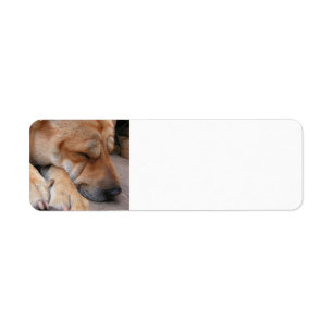 Etiqueta pei shar sleeping.png