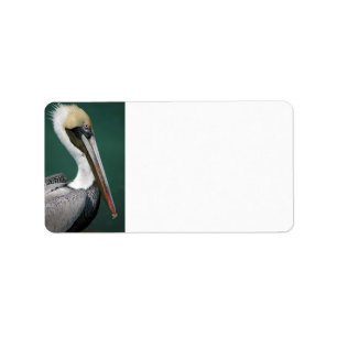 Etiqueta Pelícano