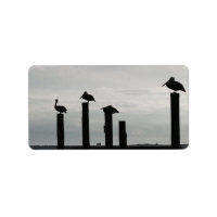 pelícanos en el muelle