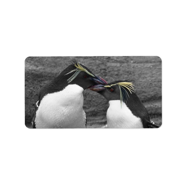 Etiqueta Penguin Colour Splash (Frente)