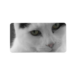 Etiqueta Pensamientos de los gatos