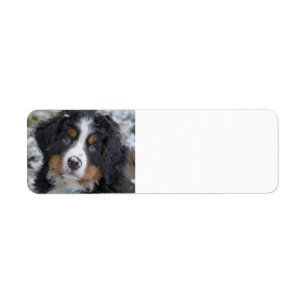 Etiqueta perrito de montaña de bernesa segundo