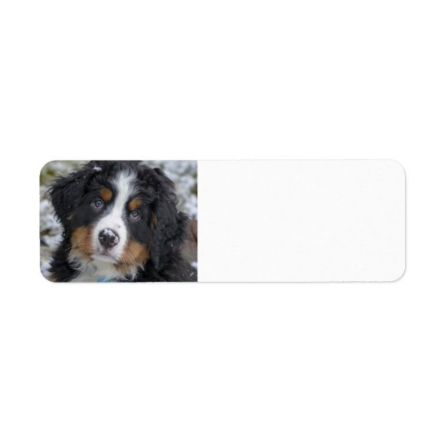Etiqueta perrito de montaña de bernesa segundo (Frente)