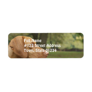 Etiqueta Perrito de Vizsla