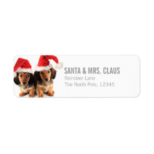 Etiqueta Perritos del Dachshund del navidad que llevan los