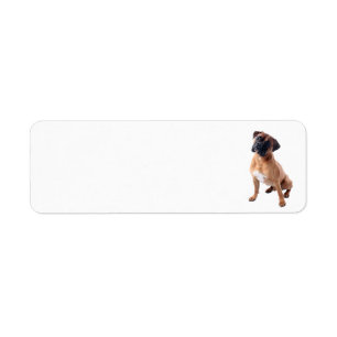 Etiqueta Perro 2 del boxeador