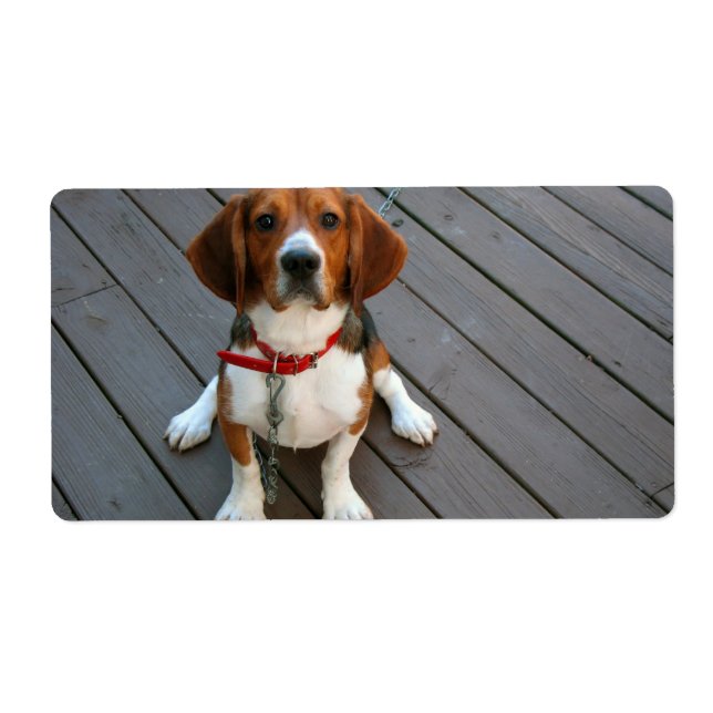 Etiqueta Perro Beagle Cutest (Frente)